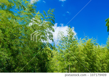 Muko City, Kyoto Prefecture: Green bamboo forest shining against the blue sky Muko City, Kyoto Prefecture: Green bamboo forest shining against the blue sky 107179409