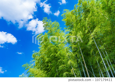 京都府向日市:碧綠的竹林映襯著藍天 京都府向日市:碧綠的竹林映襯著藍天 107179411