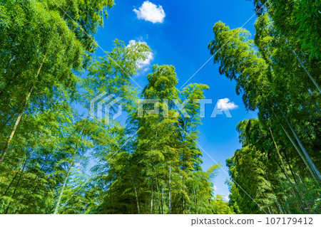 京都府向日市：碧綠的竹林映襯著藍天 107179412