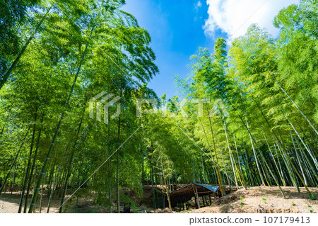 京都府向日市:碧綠的竹林映襯著藍天 京都府向日市:碧綠的竹林映襯著藍天 107179413