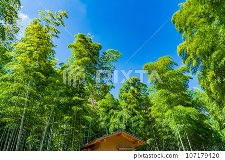 京都府向日市:碧綠的竹林映襯著藍天 京都府向日市:碧綠的竹林映襯著藍天 107179420