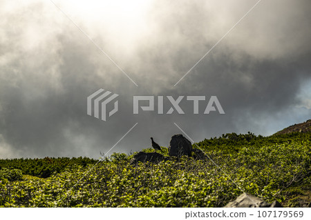 松雞景觀、禦嶽山、野鳥、雷鳥、鳥類、松樹、戶外、登山 107179569