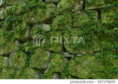 Moss-covered stone wall of Wakayama Castle Moss-covered stone wall of Wakayama Castle 107179600
