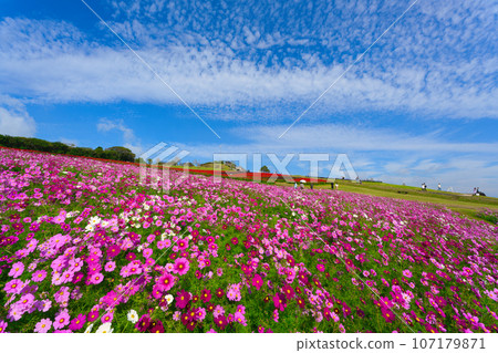 [Hyogo Prefecture] Visit Awaji Hanasajiki to see cosmos on a holiday with blue skies in October 107179871