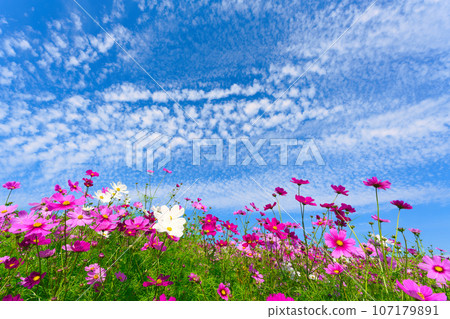 [兵庫縣] 10月藍天假期，前往淡路花尻觀賞宇宙 107179891