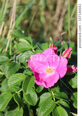 從日本最大的高層濕地北海道利尻禮文佐呂別國立公園的佐呂別荒野俯瞰利尻島近海的日落 107180081