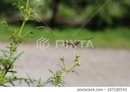 秋天花園裡，一隻燕尾蝴蝶在波斯菊的花蕾周圍飛翔 107180543