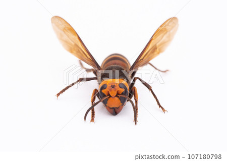 Wasp (Petrum wasp) Front view Wasp (Petrum wasp) Front view 107180798