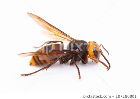Hornet (Scutella hornet) side view Hornet (Scutella hornet) side view 107180801