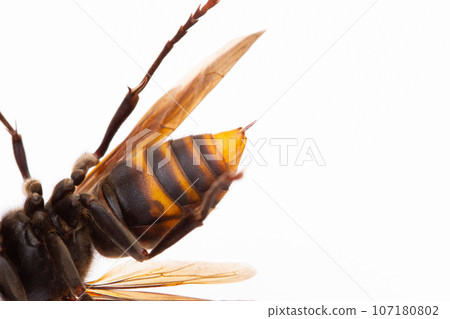 大黃蜂 (Petrum hornet) 毒刺特寫 107180802