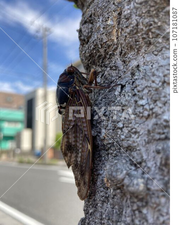 A brown cicada perched on a roadside tree 107181087