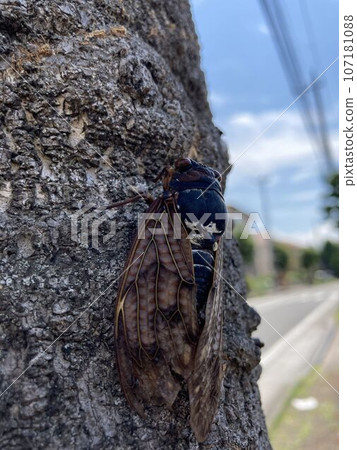 A brown cicada perched on a roadside tree 107181088