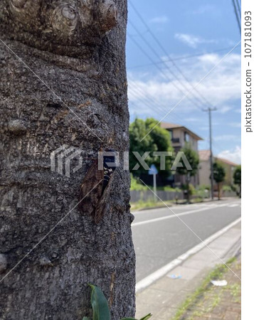 A brown cicada perched on a roadside tree A brown cicada perched on a roadside tree 107181093
