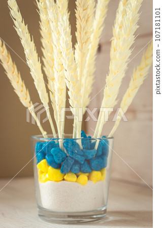 Ears of wheat in blue and yellow vase. Dried plants in ukrainian colours pot. White wheat on white wooden shelf. Elegant eco decor. Cereal bouquet in interior. White spikelets. Still life concept. Ears of wheat in blue and yellow vase. Dried plants in ukrainian colours pot. White wheat on white wooden shelf. Elegant eco decor. Cereal bouquet in interior. White spikelets. Still life concept. 107181101