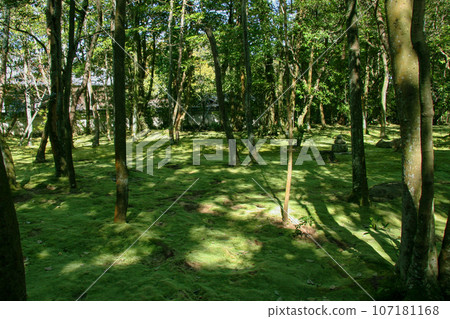Forest with green moss Forest with green moss 107181168