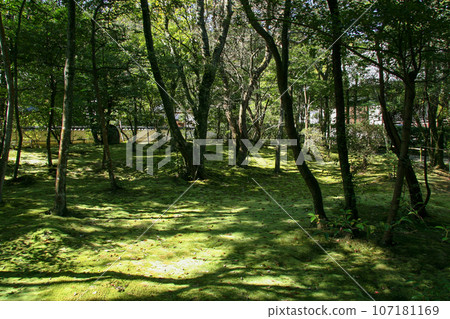 長滿綠色青苔的森林 107181169