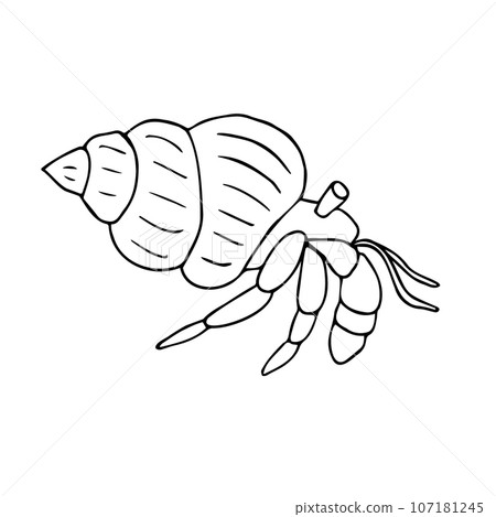 Vector hand drawn doodle sketch hermit crab 107181245