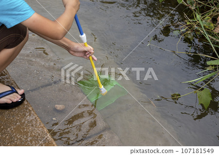 A child scooping up river creatures with a net A child scooping up river creatures with a net 107181549