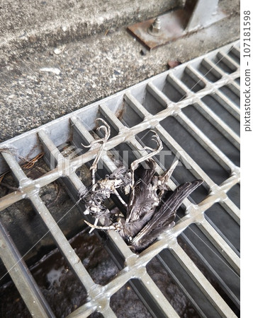 Bird carcass 107181598