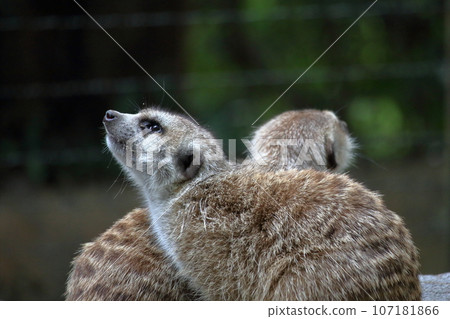 Meerkat on alert 107181866