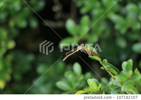 Dragonfly stopping on a tree Dragonfly stopping on a tree 107182107