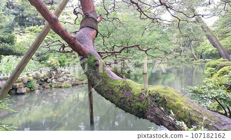 Scenery of Kenrokuen [Ishikawa, Japan] 107182162