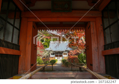 大阪富田林龍泉寺的紅色三門和紅葉染成的院內 大阪富田林龍泉寺的紅色三門和紅葉染成的院內 107182247