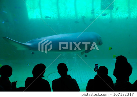 鳥羽水族館的儒艮 107182317