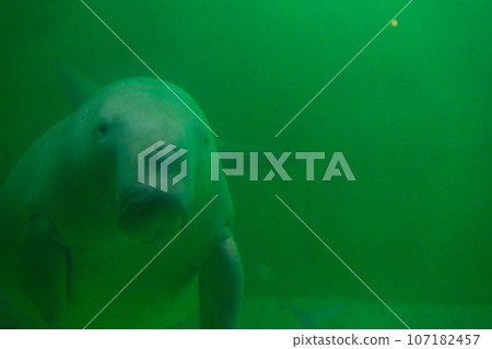 Dugong of Toba Aquarium Dugong of Toba Aquarium 107182457
