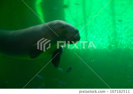 Dugong of Toba Aquarium 107182511