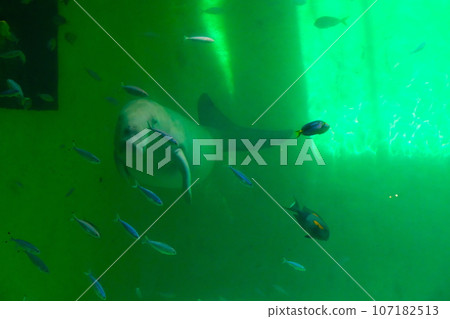鳥羽水族館的儒艮 107182513