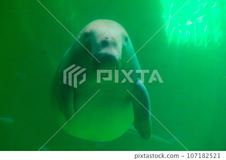 鳥羽水族館的儒艮 107182521