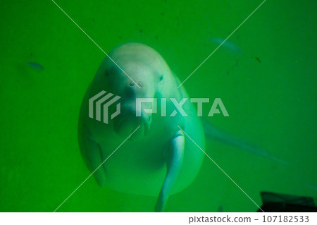 Dugong of Toba Aquarium Dugong of Toba Aquarium 107182533