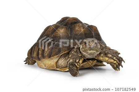 Sulcata Tortoise on white Sulcata Tortoise on white 107182549