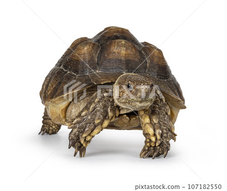 Sulcata Tortoise on white 107182550