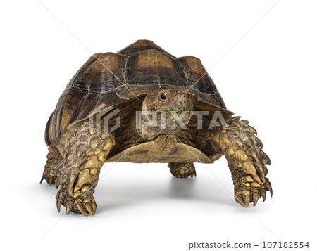 Sulcata Tortoise on white Sulcata Tortoise on white 107182554