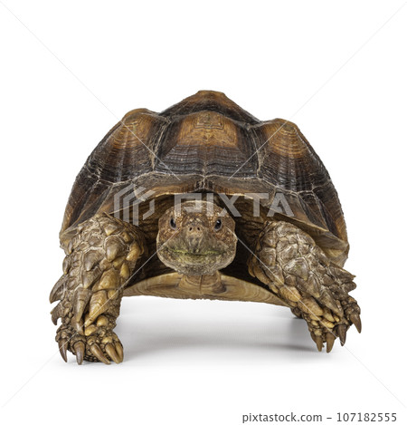 Sulcata Tortoise on white 107182555