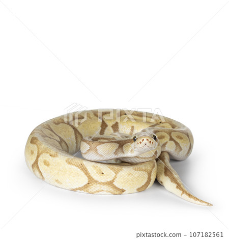 Ball python on white background Ball python on white background 107182561
