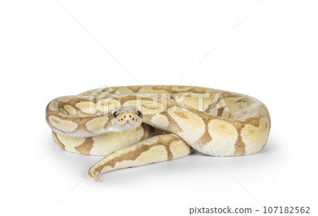 Ball python on white background 107182562
