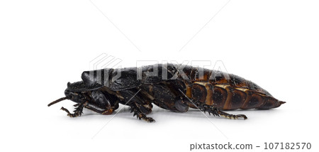 Hissing cockroach on white background Hissing cockroach on white background 107182570
