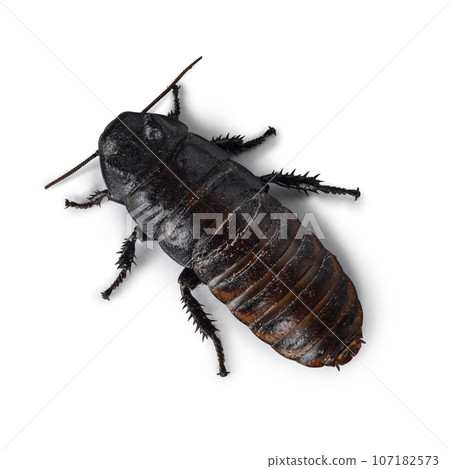 Hissing cockroach on white background Hissing cockroach on white background 107182573
