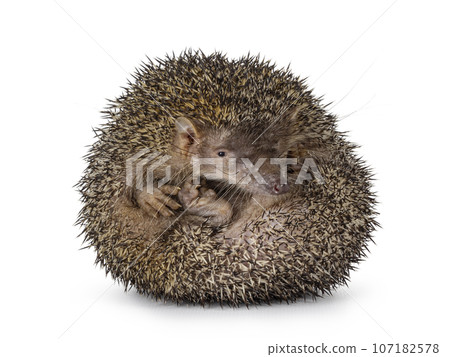Greater Madagascar Tenrec on white background 107182578