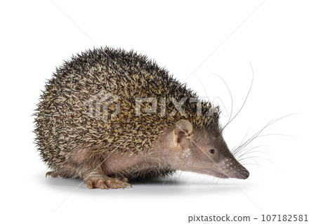 Greater Madagascar Tenrec on white background 107182581