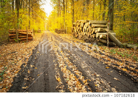 Muddy dirt road in a golden autumn forest in eastern Poland 107182618
