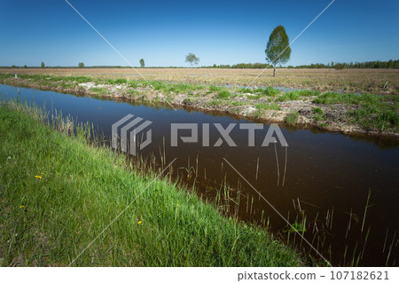 Water canal and wild swampy meadow in Srebrzyszcze, eastern Poland 107182621