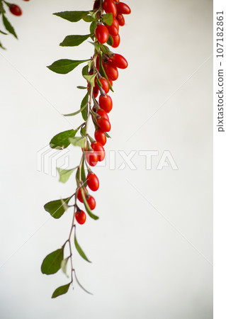 Branch with ripe red goji berry on grey background Branch with ripe red goji berry on grey background 107182861