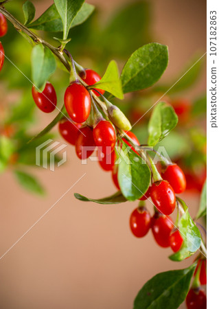 Branch with ripe red goji berry on brown background Branch with ripe red goji berry on brown background 107182863