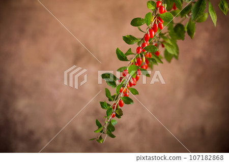 Branch with ripe red goji berry on brown background Branch with ripe red goji berry on brown background 107182868