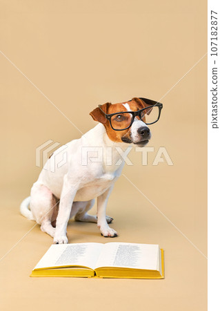 Cute dog jack russell terrier lying with book, reading and studying Cute dog jack russell terrier lying with book, reading and studying 107182877