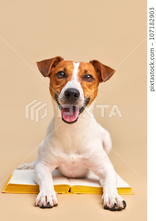 Cute dog jack russell terrier lying with book, reading and studying Cute dog jack russell terrier lying with book, reading and studying 107182903